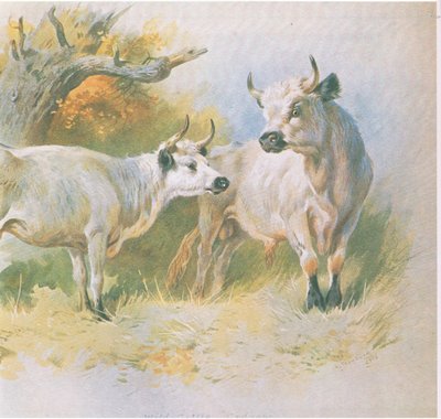 Wild Cattle, pub. by Book Club Associates, 1972 by Archibald Thorburn